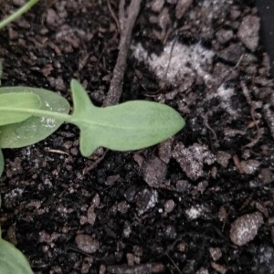 Photographie n°2281292 du taxon Rumex acetosella L.