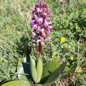 Photographie n°2281365 du taxon Himantoglossum robertianum (Loisel.) P.Delforge