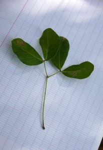 Liliane Roubaudi, le  4 mars 2019 (République dominicaine (Parque nacional del Este))