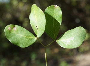 Liliane Roubaudi, le  4 mars 2019 (République dominicaine (Parque nacional del Este))