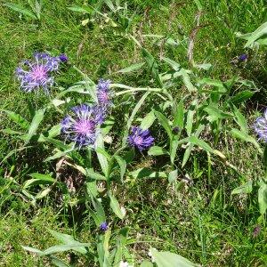 Photographie n°2281464 du taxon Cyanus montanus (L.) Hill [1768]