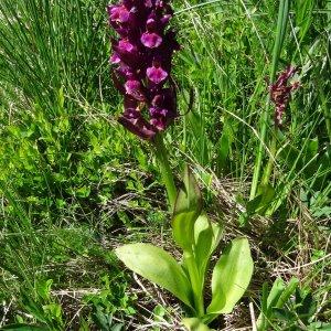 Photographie n°2281466 du taxon Dactylorhiza sambucina f. rubra (Winterl) Hyl. [1966]