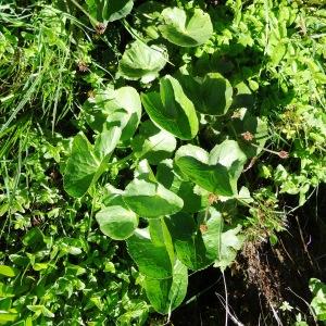 Photographie n°2281474 du taxon Caltha palustris L. [1753]