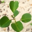  Liliane Roubaudi - Ipomoea pes-caprae (C. Linnaeus) R. Brown