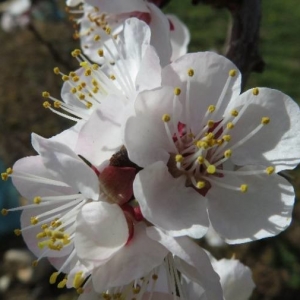 Photographie n°2281571 du taxon Prunus armeniaca L. [1753]
