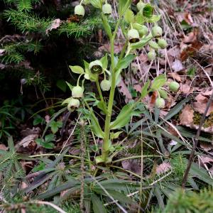 Photographie n°2281593 du taxon Helleborus foetidus L. [1753]