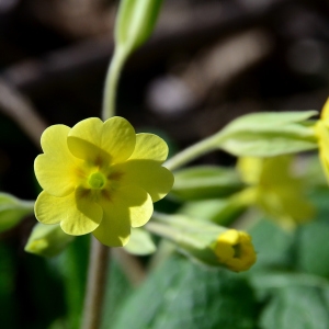 Photographie n°2281595 du taxon Primula elatior (L.) Hill [1765]