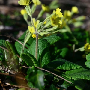 Photographie n°2281596 du taxon Primula elatior (L.) Hill [1765]