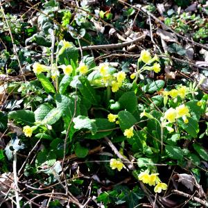 Photographie n°2281597 du taxon Primula elatior (L.) Hill [1765]