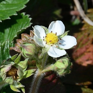 Photographie n°2281604 du taxon Fragaria viridis Weston [1771]