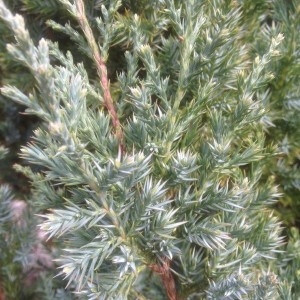 Photographie n°2281642 du taxon Juniperus communis L. [1753]