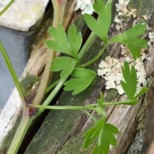  - Fumaria capreolata subsp. capreolata