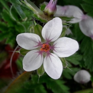 Photographie n°2281757 du taxon Erodium cicutarium (L.) L'Hér. [1789]