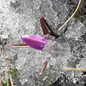 Photographie n°2281760 du taxon Colchicum bulbocodium Ker Gawl. [1807]