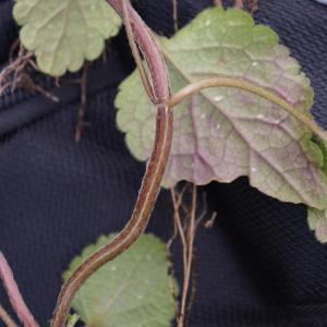 Photographie n°2281773 du taxon Lamium galeobdolon subsp. argentatum (Smejkal) J.Duvign. [1987]