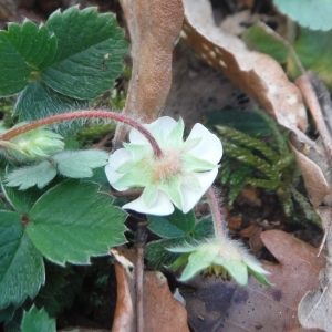 Photographie n°2281796 du taxon Potentilla sterilis (L.) Garcke [1856]