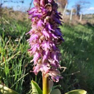 Photographie n°2282011 du taxon Himantoglossum robertianum (Loisel.) P.Delforge