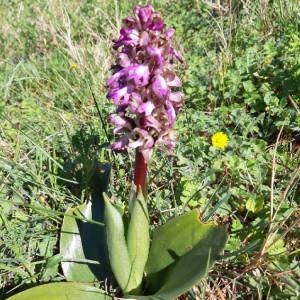 Photographie n°2282012 du taxon Himantoglossum robertianum (Loisel.) P.Delforge