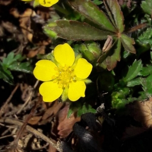 Photographie n°2282031 du taxon Potentilla tabernaemontani Asch. [1891]