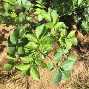 Photographie n°2282034 du taxon Sambucus nigra L. [1753]