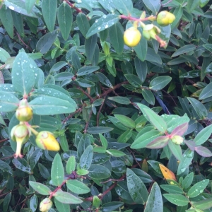 Photographie n°2282047 du taxon Hypericum perforatum L. [1753]