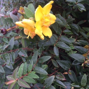 Photographie n°2282048 du taxon Hypericum perforatum L. [1753]