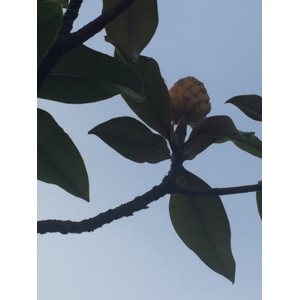 Magnolia virginiana L.