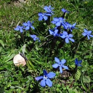 Photographie n°2282062 du taxon Gentiana verna subsp. verna 