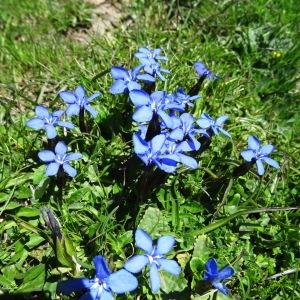 Photographie n°2282063 du taxon Gentiana verna subsp. verna 