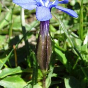 Photographie n°2282064 du taxon Gentiana verna subsp. verna 