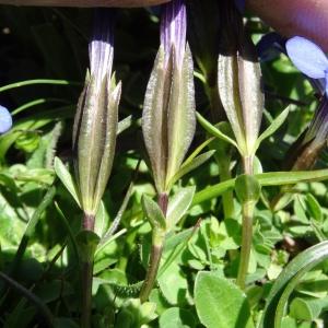 Photographie n°2282065 du taxon Gentiana verna subsp. verna 