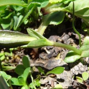 Photographie n°2282067 du taxon Gentiana verna subsp. verna 