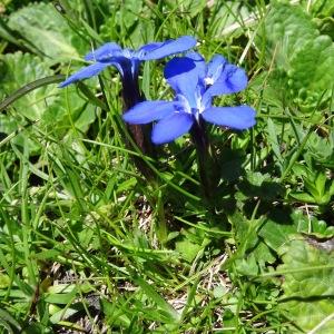 Photographie n°2282076 du taxon Gentiana verna subsp. verna 