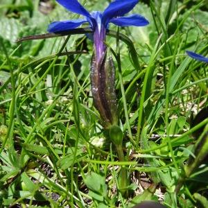Photographie n°2282077 du taxon Gentiana verna subsp. verna 