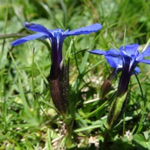Photographie n°2282078 du taxon Gentiana verna subsp. verna 