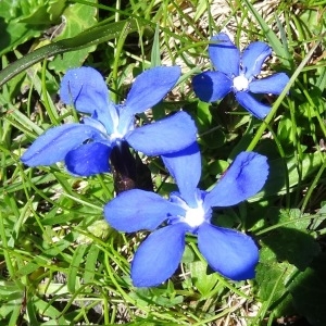 Photographie n°2282079 du taxon Gentiana verna subsp. verna 