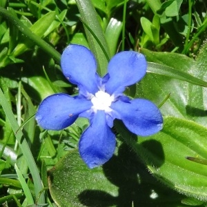 Photographie n°2282117 du taxon Gentiana verna subsp. verna 