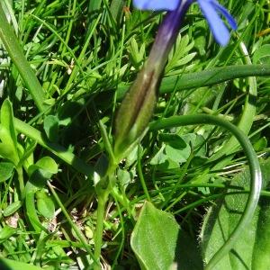 Photographie n°2282118 du taxon Gentiana verna subsp. verna 
