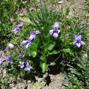 Photographie n°2282120 du taxon Viola canina L. [1753]