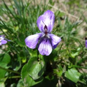 Photographie n°2282121 du taxon Viola canina L. [1753]