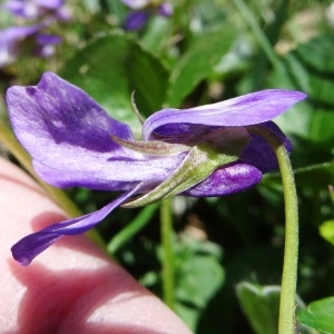 Photographie n°2282122 du taxon Viola canina L. [1753]