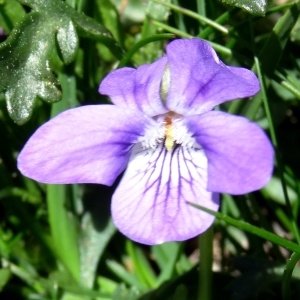 Photographie n°2282124 du taxon Viola canina L. [1753]