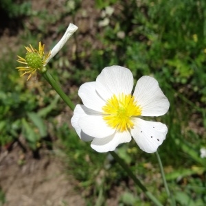 Photographie n°2282132 du taxon Ranunculus amplexicaulis L. [1753]