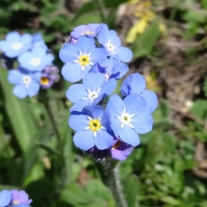 Photographie n°2282137 du taxon Myosotis alpestris F.W.Schmidt [1794]