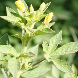 Cleome viscosa L. (Akaya jòn)