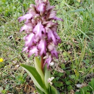 Photographie n°2282200 du taxon Himantoglossum robertianum (Loisel.) P.Delforge [1999]