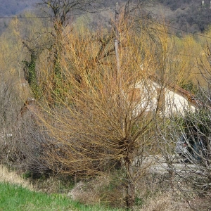 Photographie n°2282224 du taxon Salix alba var. vitellina (L.) Stokes [1812]