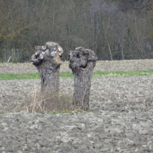 Photographie n°2282244 du taxon Salix alba L. [1753]