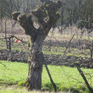 Photographie n°2282247 du taxon Salix alba L. [1753]