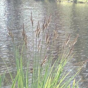 Photographie n°2282267 du taxon Phragmites australis (Cav.) Trin. ex Steud. [1840]